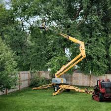 Grass Overseeding in Hayward, CA