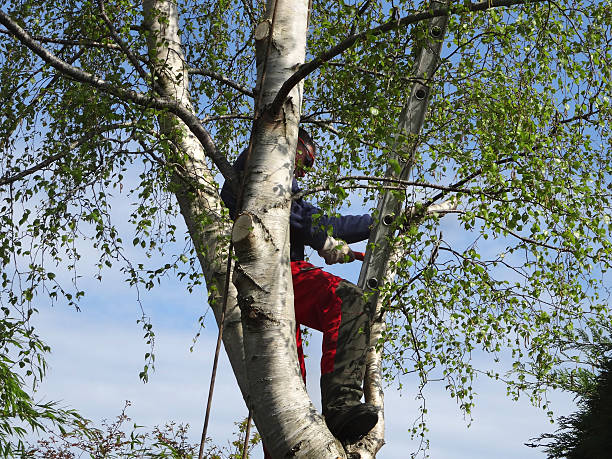 Best Root Management and Removal  in Hayward, CA