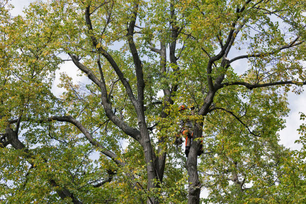 How Our Tree Care Process Works  in  Hayward, CA